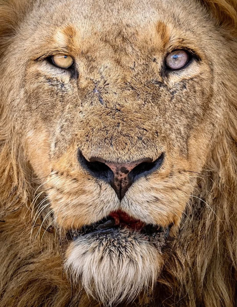 LIONLOVERS5's tweet image. Great news!!
1/3 Imbali males, Nsuku, who was thought to have died from anthrax, was seen yesterday with another Imbali male and 4 lionesses.
Thank you, @LionSightings, for the update
#LoveLions
📸 Karin Tièche
