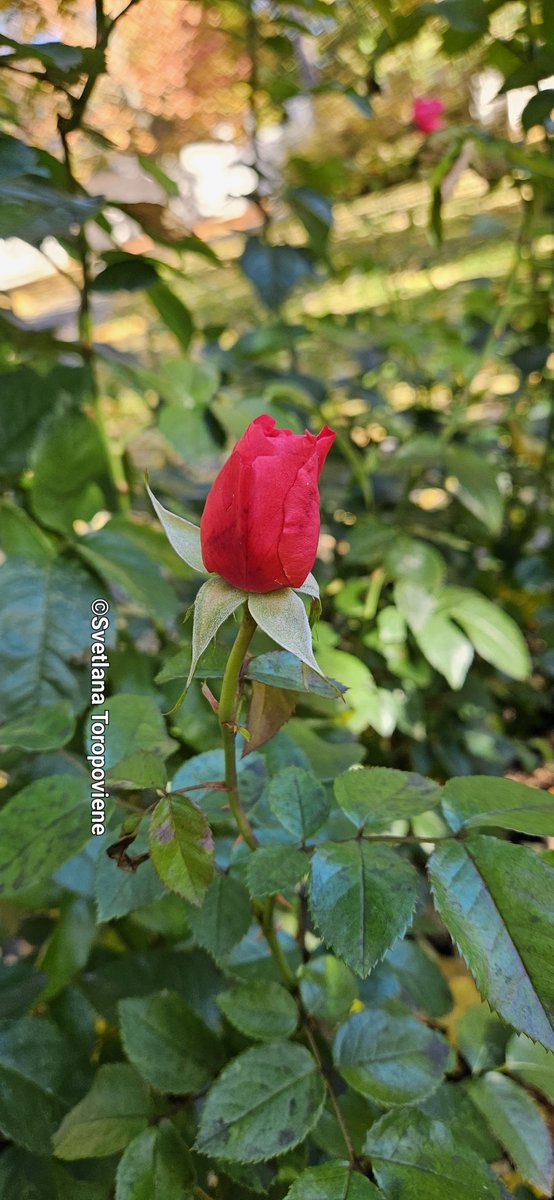 LanaToro21's tweet image. #Photobyme📷 #Yesterdaysots #MyThoughts 

People who speak the truth &amp;amp; show their true feelings are not weak, stupid, or naive. 
They are like beautiful roses that have their thorns, if you mistreat them...❤️