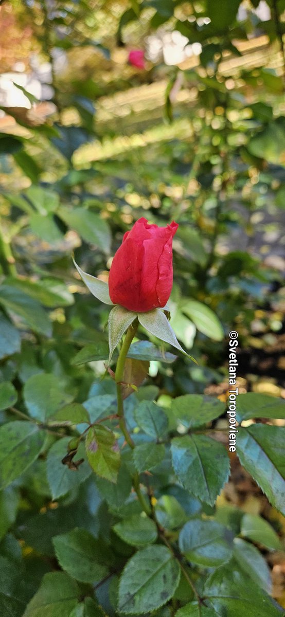 LanaToro21's tweet image. #Photobyme📷 #Yesterdaysots #MyThoughts 

People who speak the truth &amp;amp; show their true feelings are not weak, stupid, or naive. 
They are like beautiful roses that have their thorns, if you mistreat them...❤️