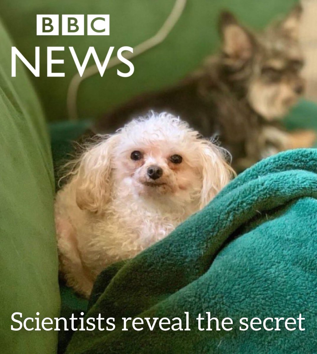 What secrets is this dog keeping that scientists had to uncover?