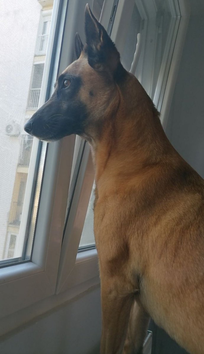 dejan_1972's tweet photo. @kublaikhan062 🐕‍🦺🆒 https://t.co/dl9TGBTz3N