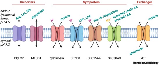 TrendsCellBio's tweet image. Roles of lysosomal small-molecule transporters in metabolism and signaling dlvr.it/TNnCbQ