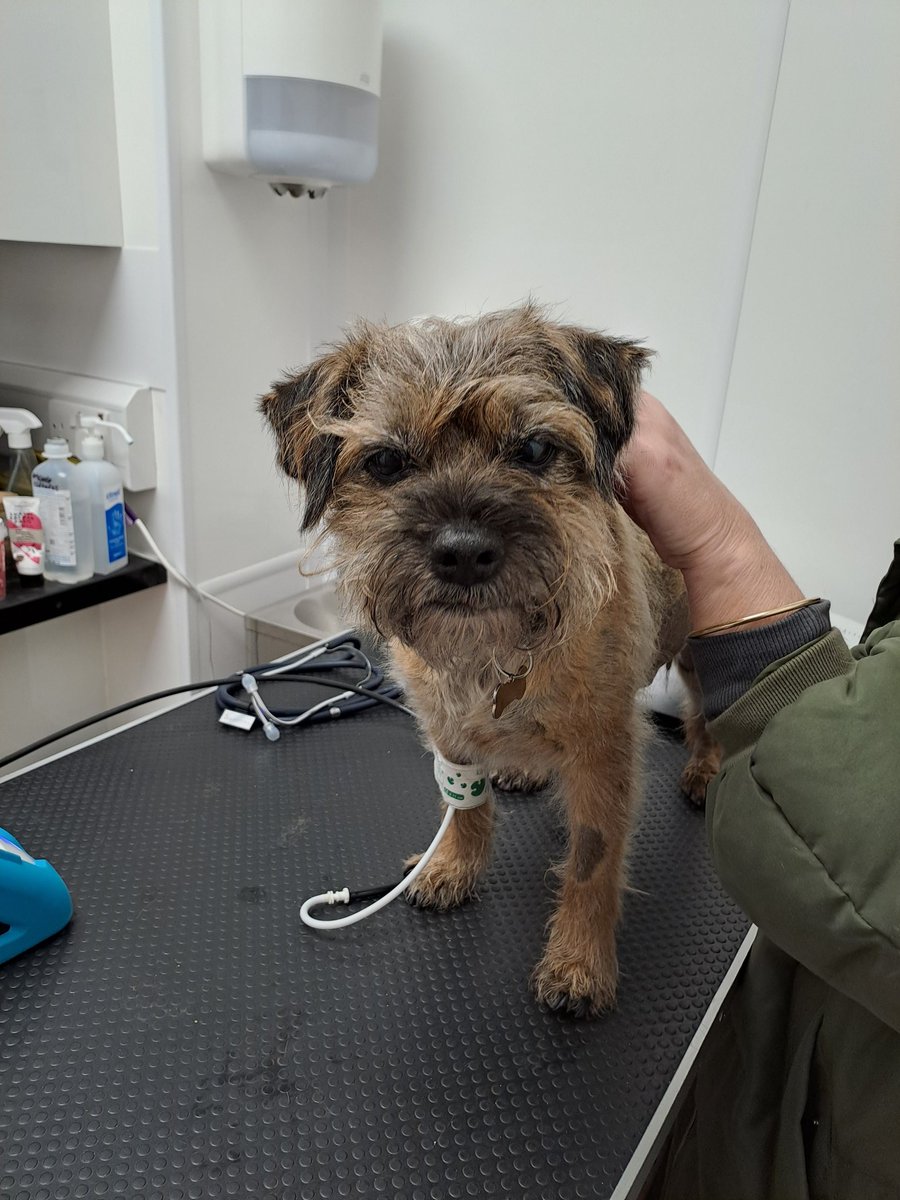 Barney had his post op check today. All good including blood pressure