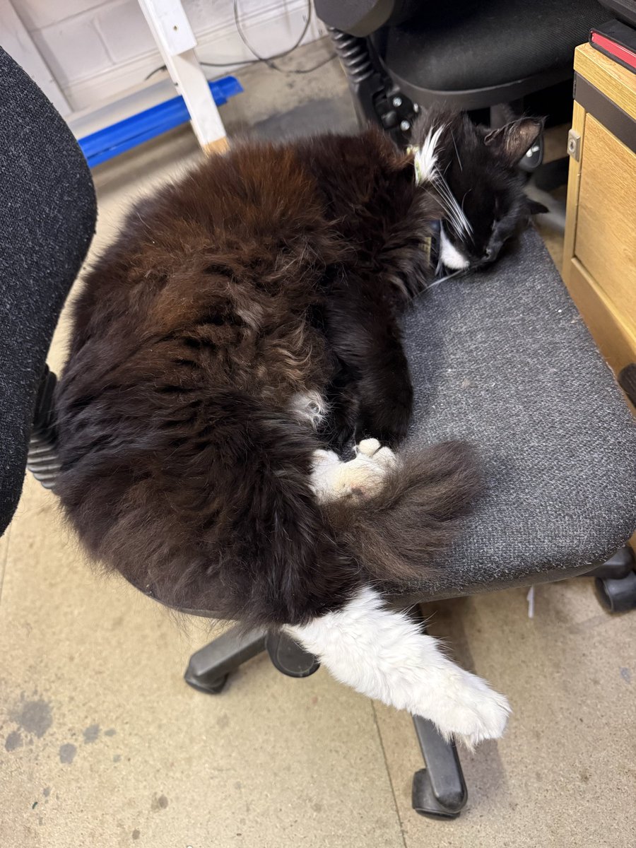 Another busy day at the office… it’s a tough life but I can handle the pressure 😺😺