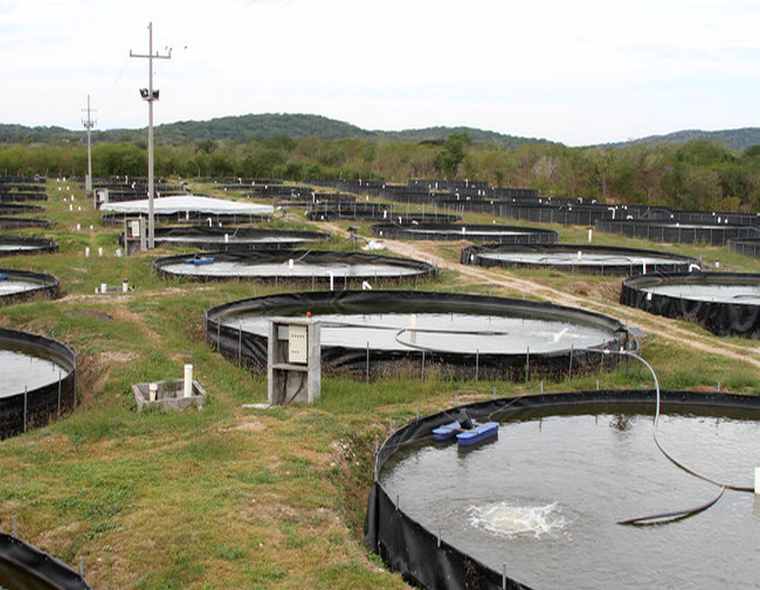 ArribaElCampo's tweet image. Abre #CONAPESCA #registro al #Programa de #EnergíaEléctrica para Uso #Acuícola 2026 arribaelcampo.com.mx/abre-conapesca…