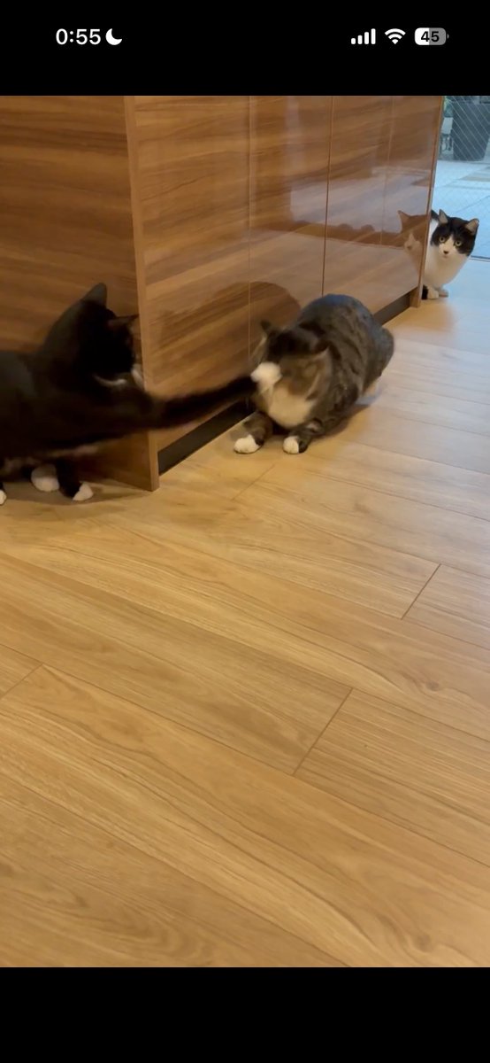 black_flag_96's tweet image. 漫画の様な腕の伸びと後ろで驚愕しながら見てるヌコ様