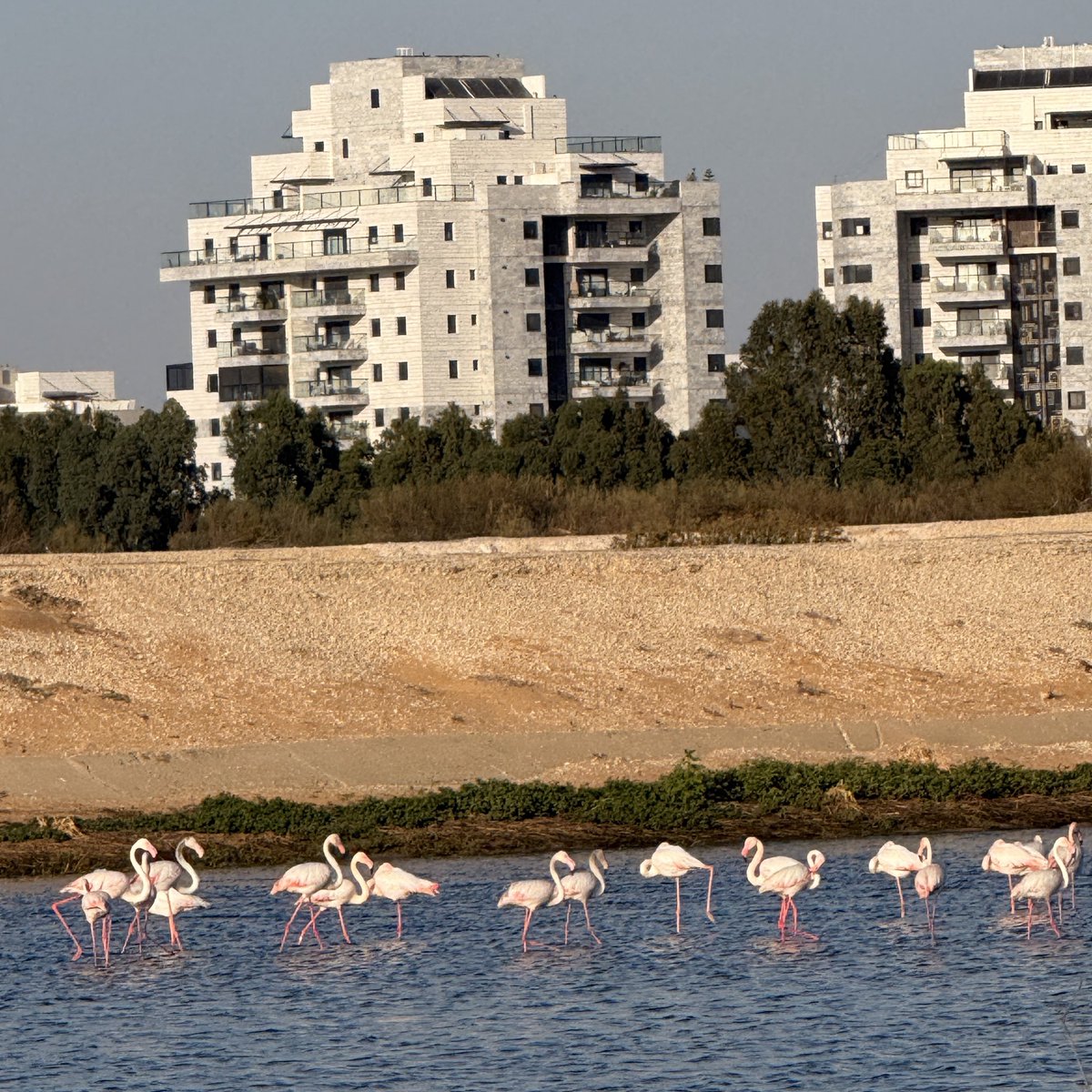 Я хочу смотреть балет, пусть танцуют лебеди…