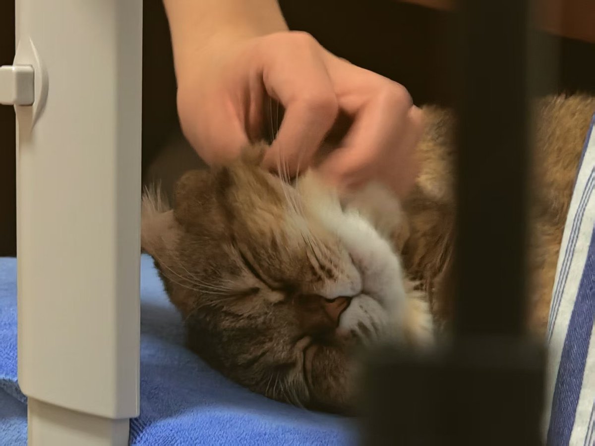 小猫咪好🥺🥺🥺