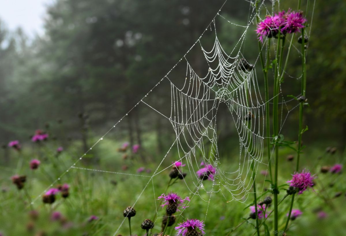 Der Regen zaubert 
zu Diamantennetzen 
Spinnweben im Wald