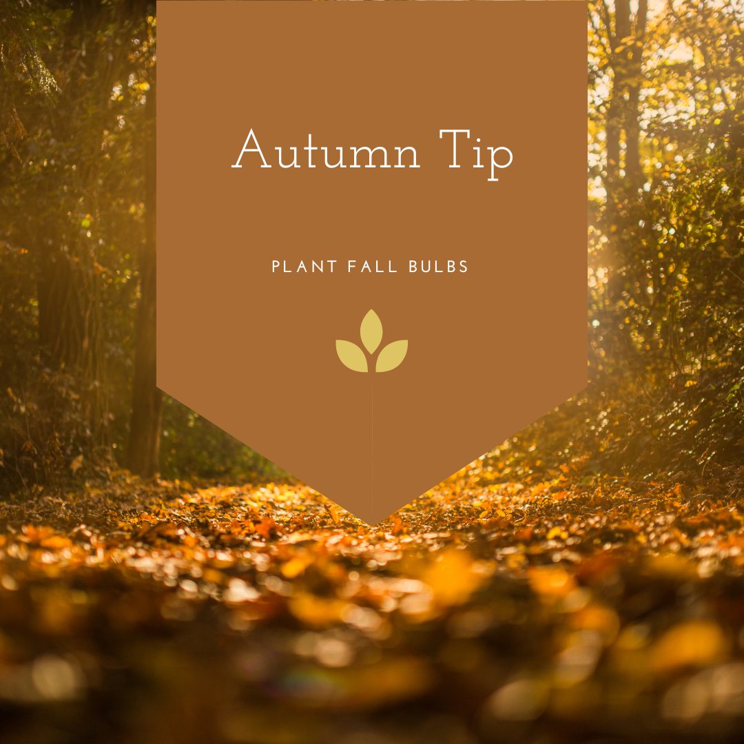 GroundOneMN's tweet image. Autumn is the perfect time to plant spring-blooming bulbs like tulips and daffodils. Planting now ensures vibrant blooms come spring. #GroundOneLandscape
#LandscapeDesign
#OutdoorLiving
#BackyardGoals
#LandscapeArchitecture