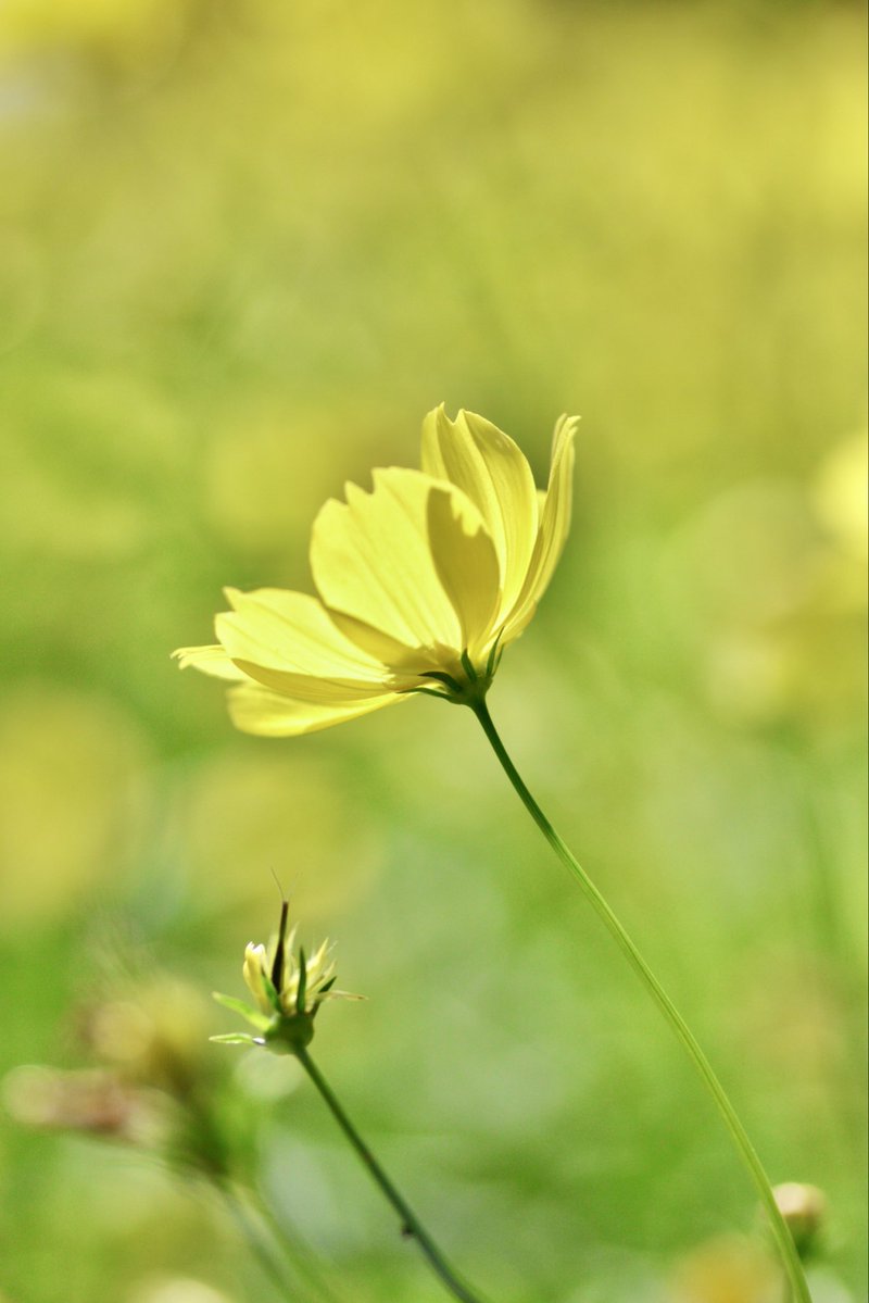 umeboshi3882's tweet image. おはようございます☺️

 #TLを花でいっぱいにしよう #flower