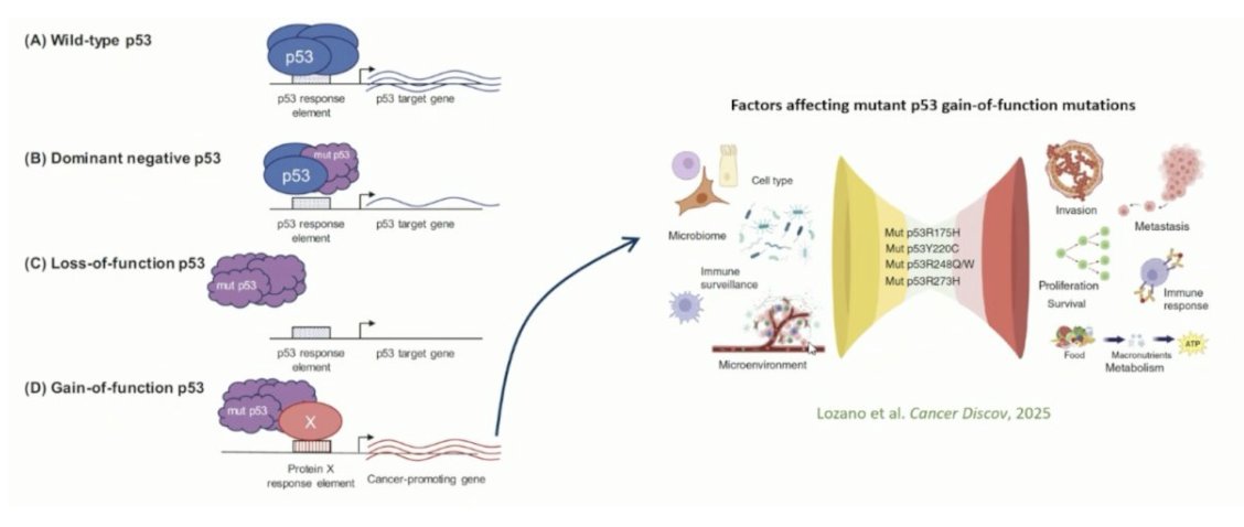 Aggressive variant #ProstateCancers. Presentation by <a href="/aaparicioMD/">Ana Aparicio</a> <a href="/MDAndersonNews/">MD Anderson Cancer Center</a>. #ESMO25 written coverage by <a href="/zklaassen_md/">Zach Klaassen</a> <a href="/GACancerCenter/">Georgia Cancer Center</a> &gt; bit.ly/3J63j8z <a href="/myESMO/">ESMO - Eur. Oncology</a>