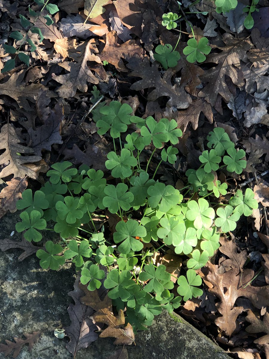 Allah  Tealanın sanatı tecelli edikçe   imanım ziyadeleşiyor elhamdulillah 🍂