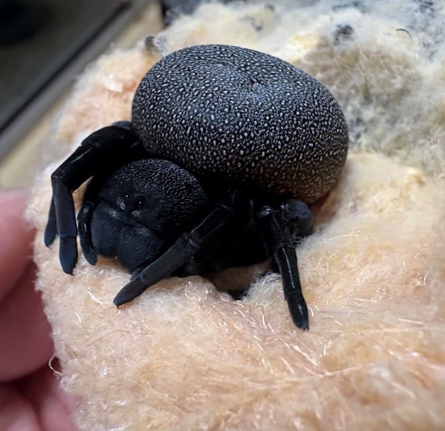 AlexFuratron tweet media