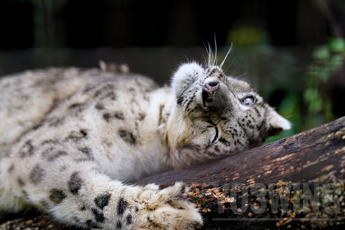 スカイくんでおはようございます🐾　
Have a nice day✨　

#いしかわ動物園 
#ユキヒョウ 
#snowleopard