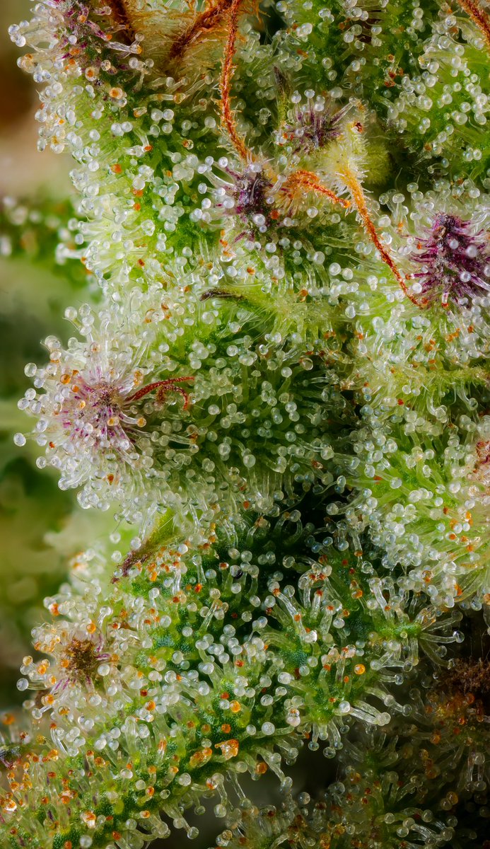 Papaya Punch shot for <a href="/NashaHash/">Nasha Hash</a> 

Grown by @empressfarms