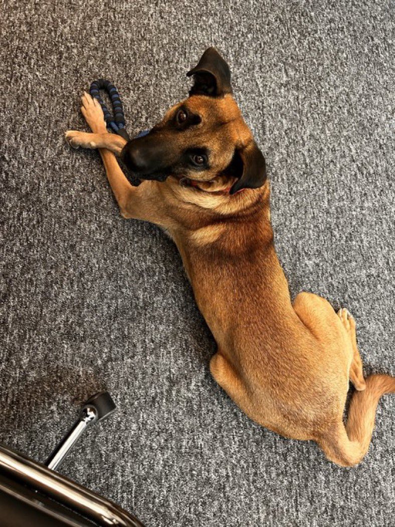 Comparto fotos y texto de <a href="/DeliaLL/">Delia Lozano</a>

Pancho
2 años aproximadamente
Vacunado y esterilizado
Lo adoptamos en enero, y lo metimos a clases de obediencia y socialización en Guau!  Es muy lindo, cariñoso, protector y obediente, pero no hemos logrado que se lleve bien con otros perros y