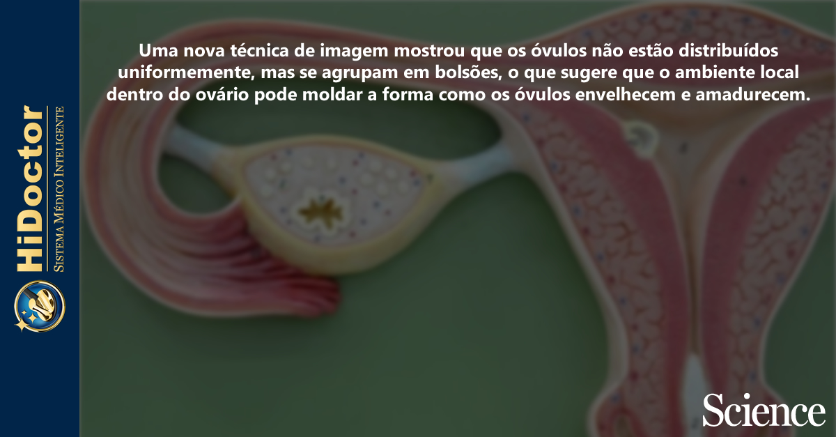 newsmedbr's tweet image. Ecossistema oculto dos ovários desempenha papel surpreendente na fertilidade

news.med.br/p/medical-jour…

@ScienceMagazine 
#Fertilidade #Ovários #Óvulos