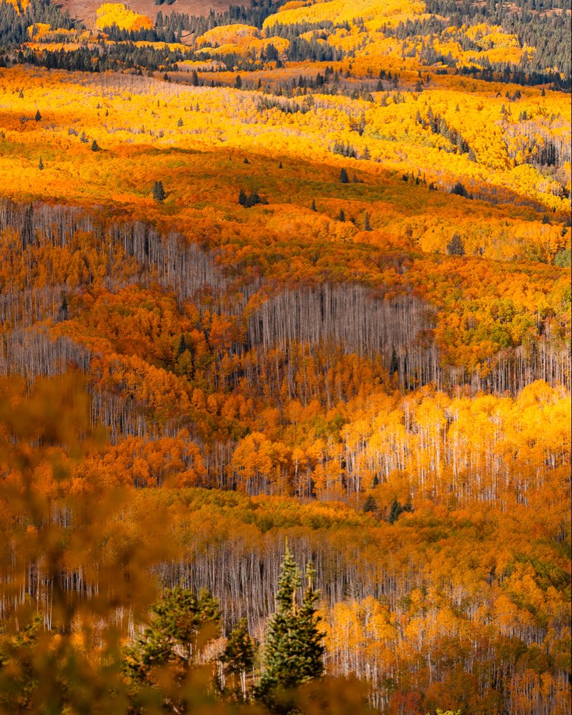 Frankie Spontelli tweet media