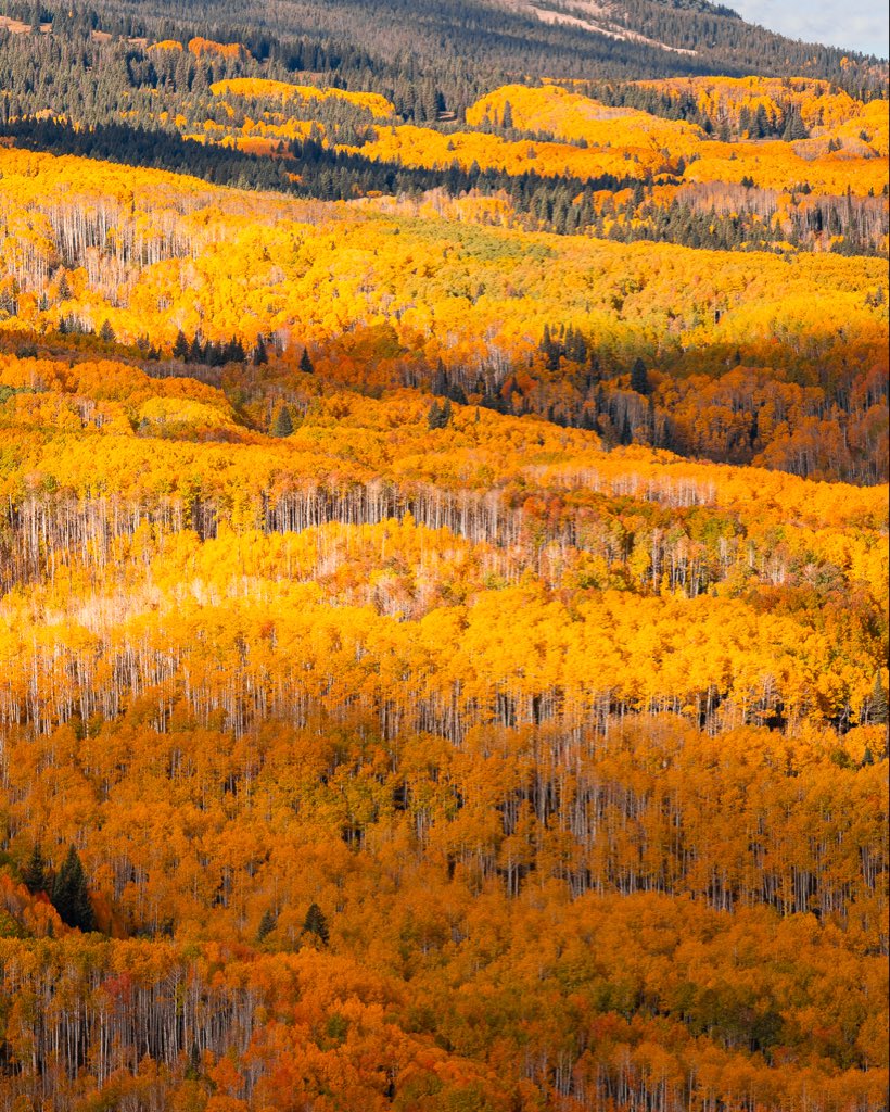 Frankie Spontelli tweet media