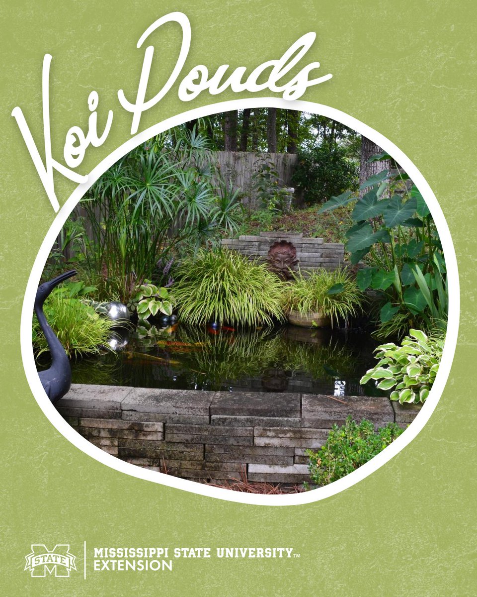 There’s something special about having a koi pond in your garden.

Learn more here: extension.msstate.edu/news/southern-…

#GrowWithExtension #MSUext