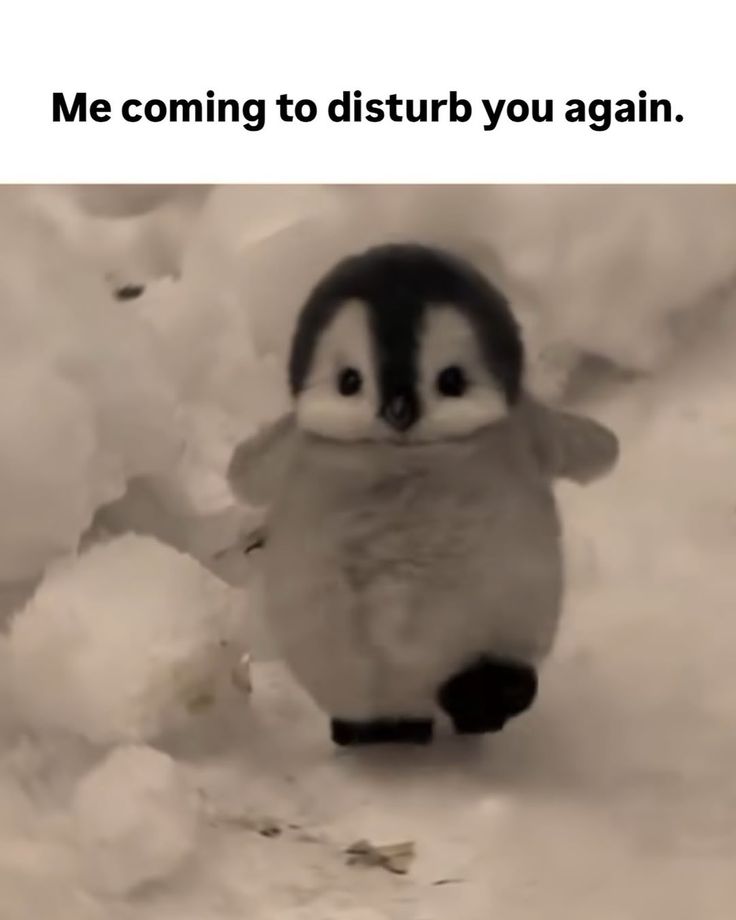 only cute things (@cutedreamvibes) on Twitter photo 