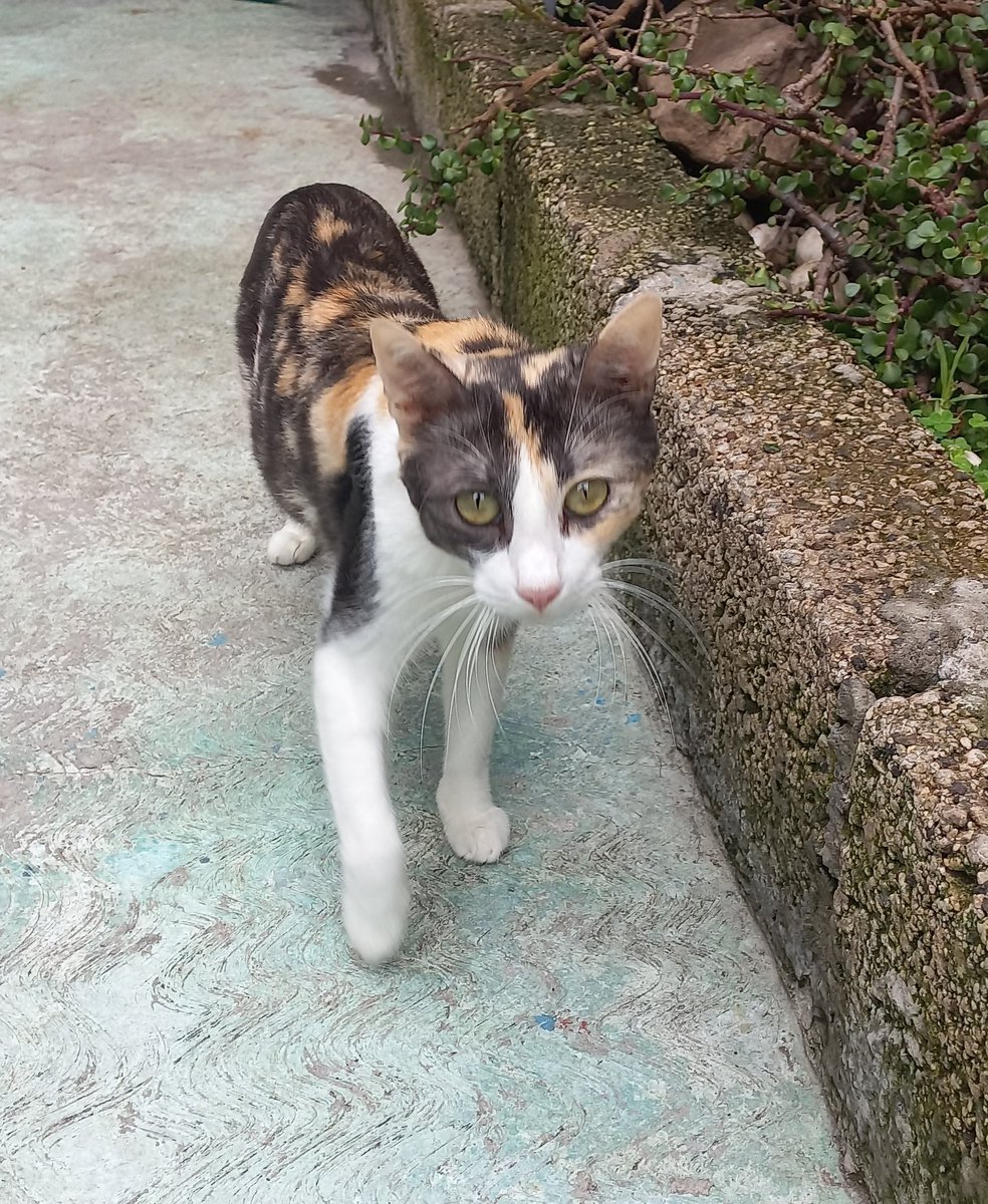 MeowWorkshop's tweet photo. Andrómeda, la pequeña bebé de 8 meses y 1.5kg que dió a luz a 7 bebés, está lista para encontrar una familia que la ame y cuide el resto de su vida, 5 de sus 7 bebés ya tienen familias, quedan dos y nos gustaría que pudiera irse con uno de ellos, nos ayudan con RT? 5565576788 https://t.co/2K1QLu9rd2