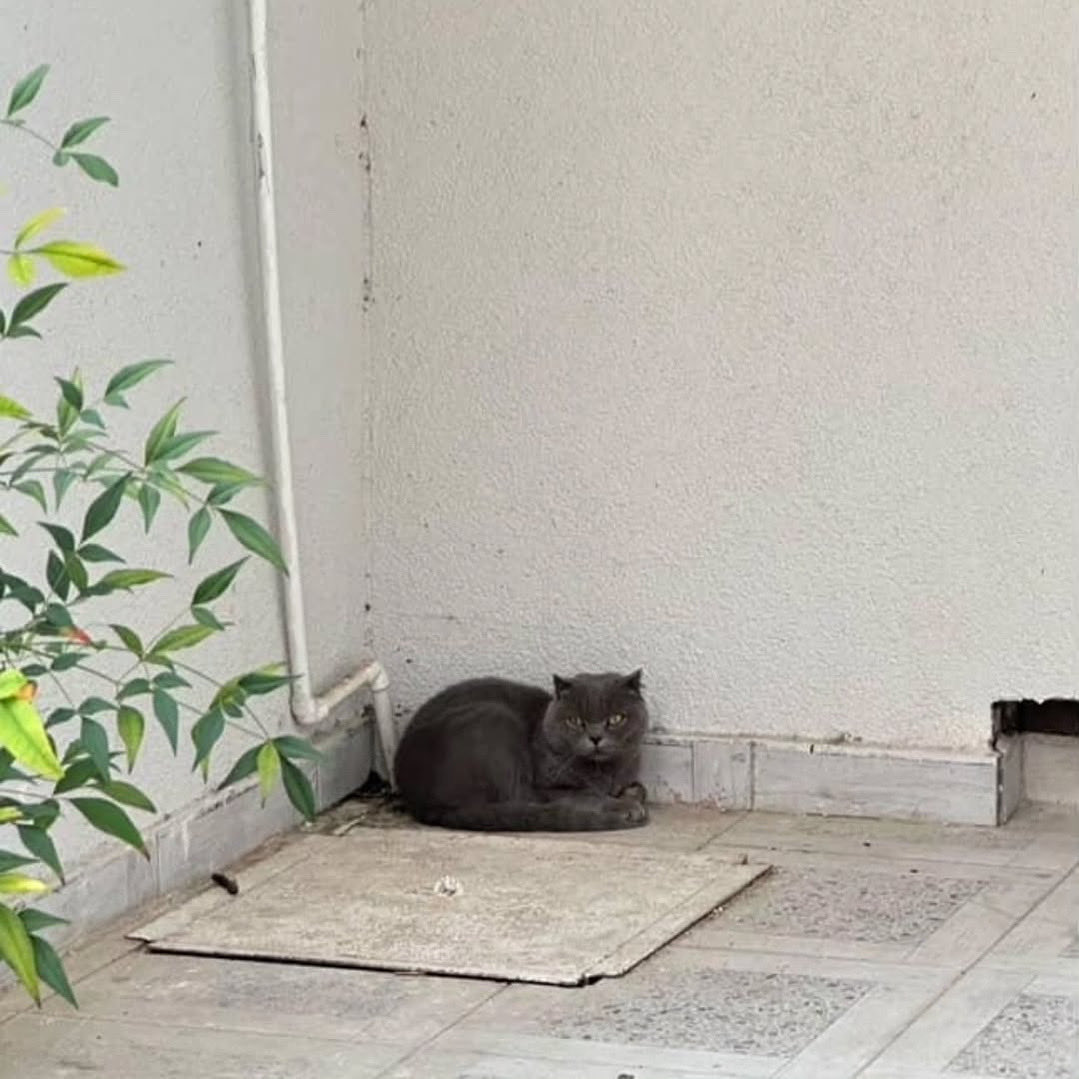 patiarkadas's tweet image. Sokağa atılmış scottish fold erkek kısır değil, tahmini 1 yaşlarında. Dün gece çöpün yanında yemek ararken buldum alıp bahçeme getirdim, ve yuva arıyorum. Çok korkmuş nerdeyse 1 aydır sokaktaymış. #antalya
İnstagram @antalyacansev