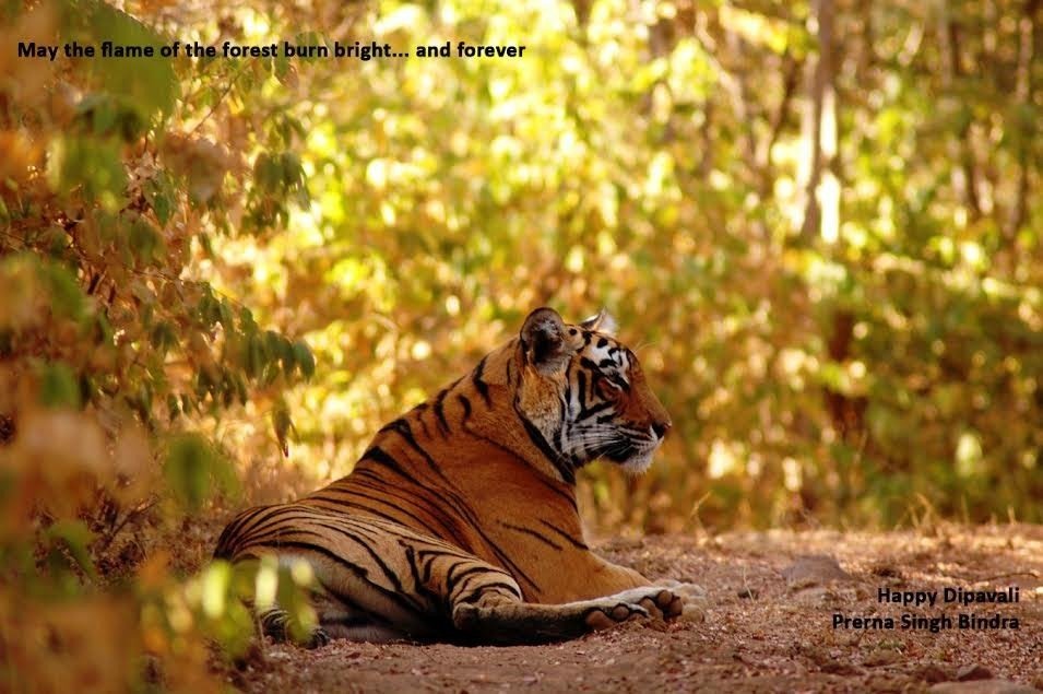 prernabindra's tweet image. I can only echo @BittuSahgal's words of wisdom:
This #Deepavali, every #Deepavali, may there be darkness in our #forests &amp;amp; #light in our human hearts ...