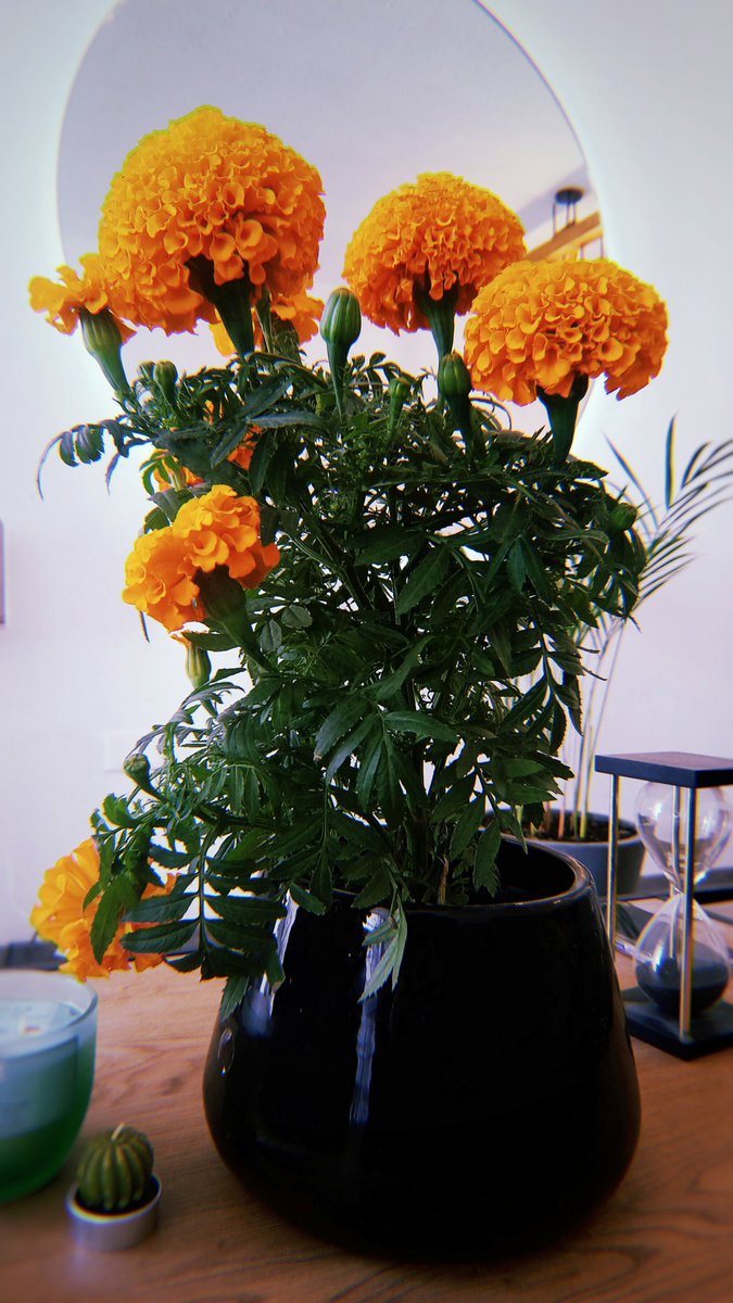 Hola, fuimos por cempasúchil 🏵