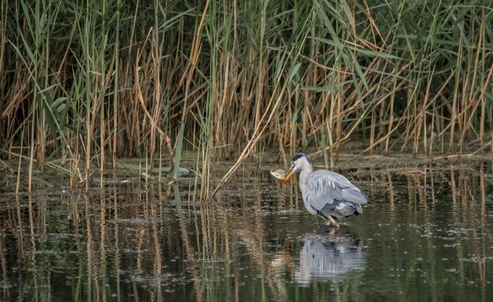 Art of the Day! "Catch of the day". Buy at: ArtPal.com/travellingjour…