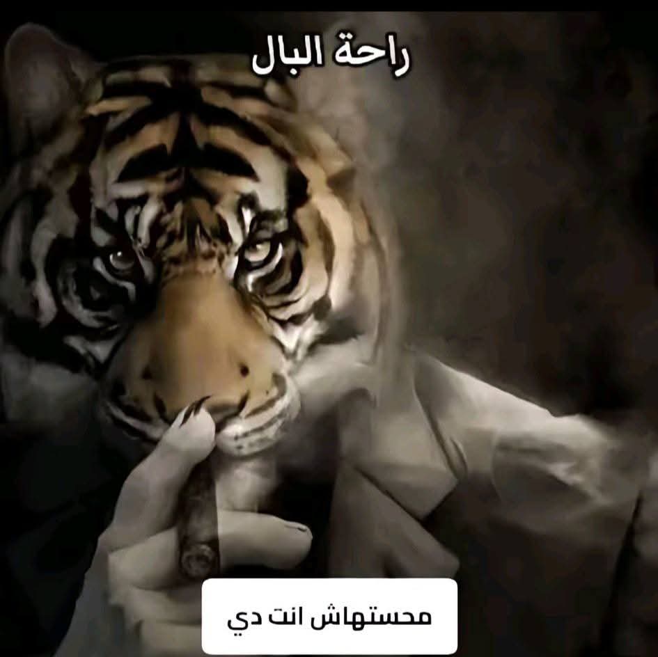 3bkreem (@mohamed_3bkreem) on Twitter photo 
