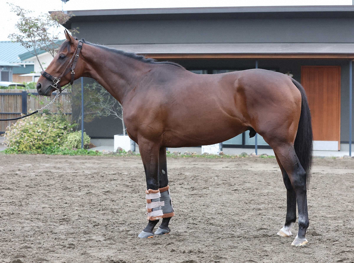 【菊花賞】レッドバンデ90点　長距離向く体形｜WIN!競馬 winkeiba.jp/news/article?F…