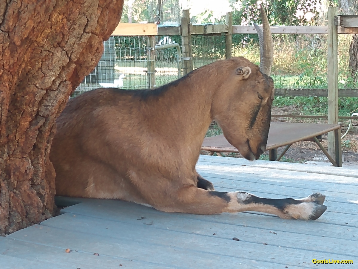 Violet was sleeping so soundly, I didn't want to wake her for brushing tonight.
バイオレットはぐっすり眠っていたので、今夜はブラッシングのために起こしたくありませんでした。
#ヤギ #goats