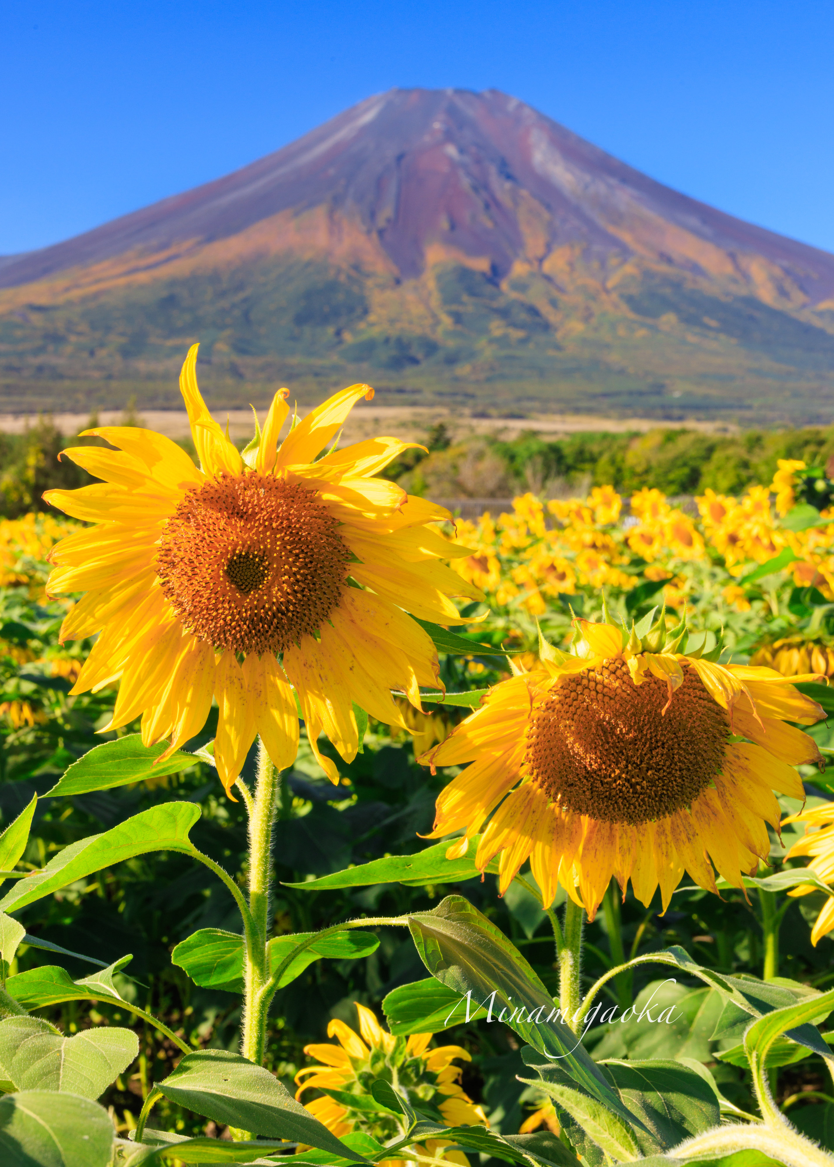 向日葵 - Search / X