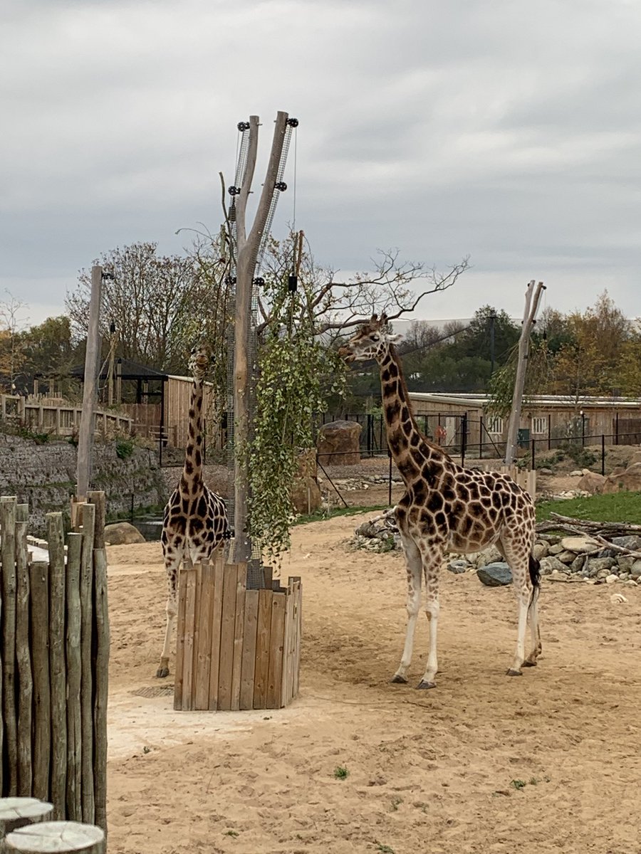 «CoasterIzzy» tweet media