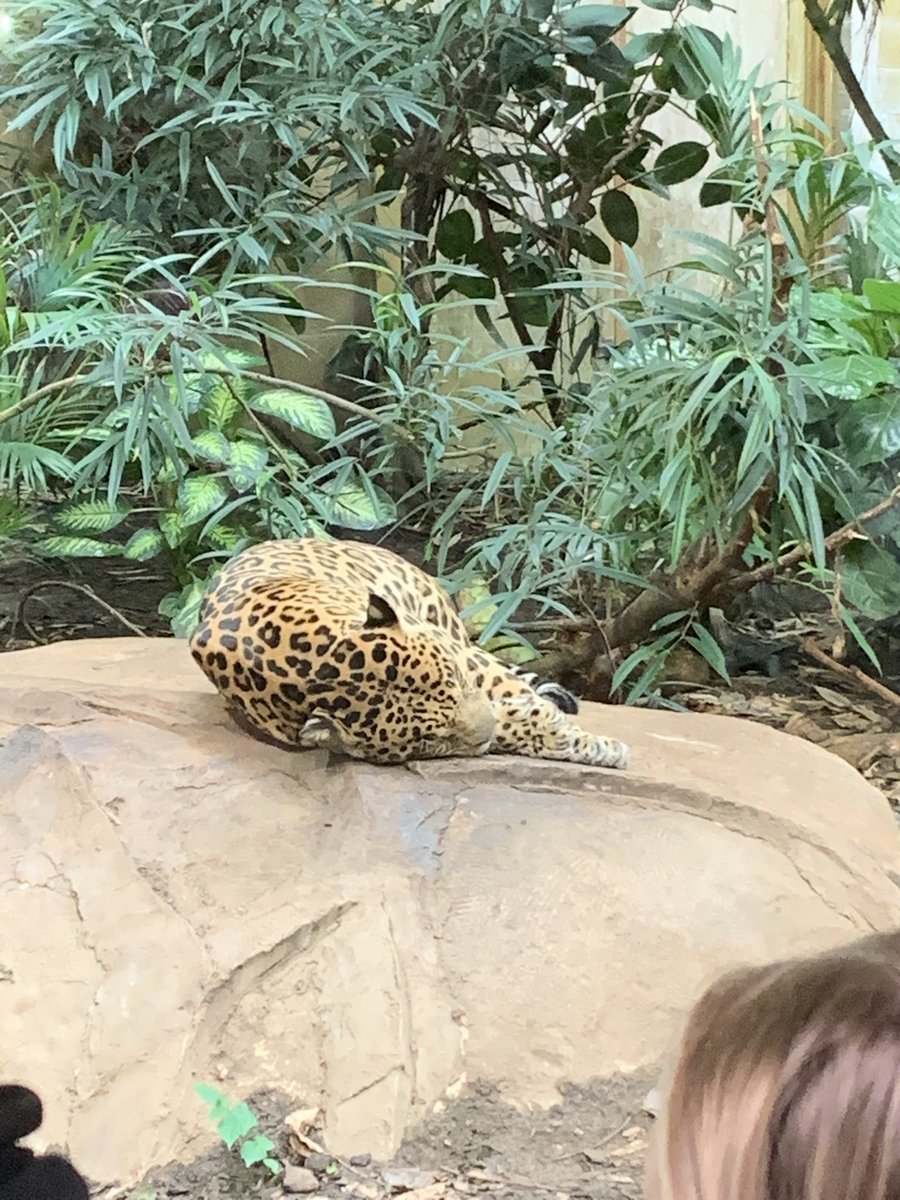 «CoasterIzzy» tweet media