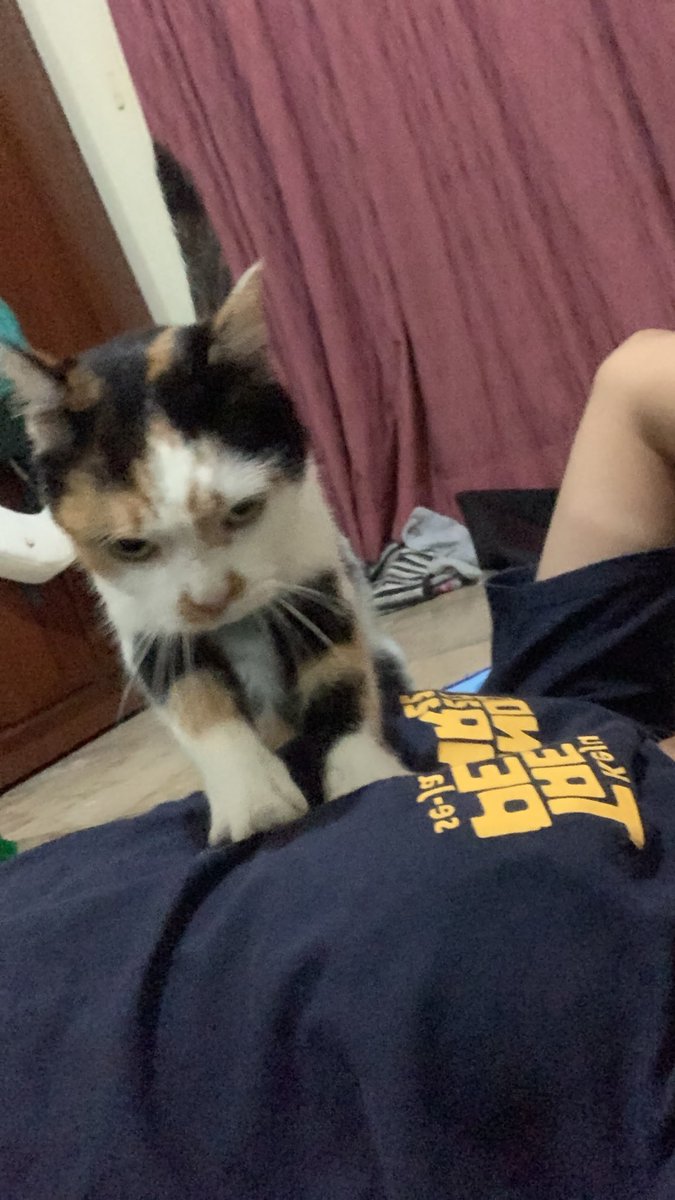 cl_eodash's tweet image. di kasih syilidz,, pingsan,, minta maaf dengan cara mijitin dan menemani 💩