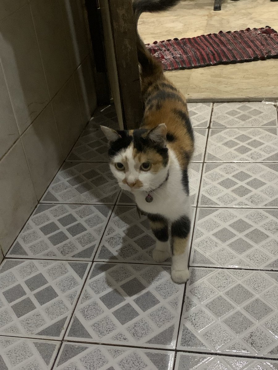 cl_eodash's tweet image. di kasih syilidz,, pingsan,, minta maaf dengan cara mijitin dan menemani 💩