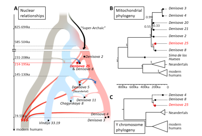 The presence of deeply divergent Denisovan ancestry in both Oceanians and South Asians makes it plausible that the Denisovans that contributed ancestry to these groups were isolated in South Asia by the Himalayas.

A high-coverage genome from a 200,000-year-old Denisovan