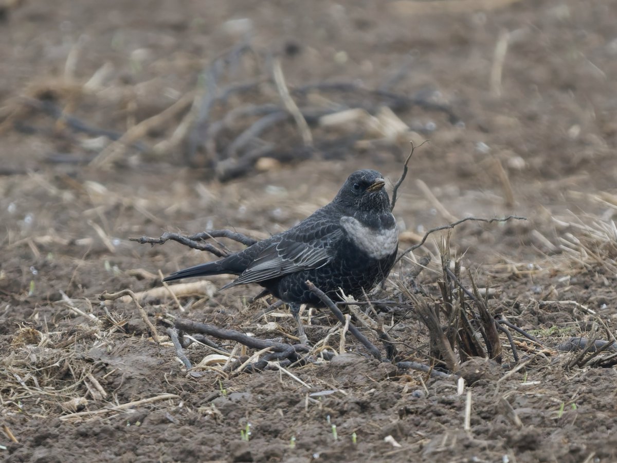 Ian Howard tweet media