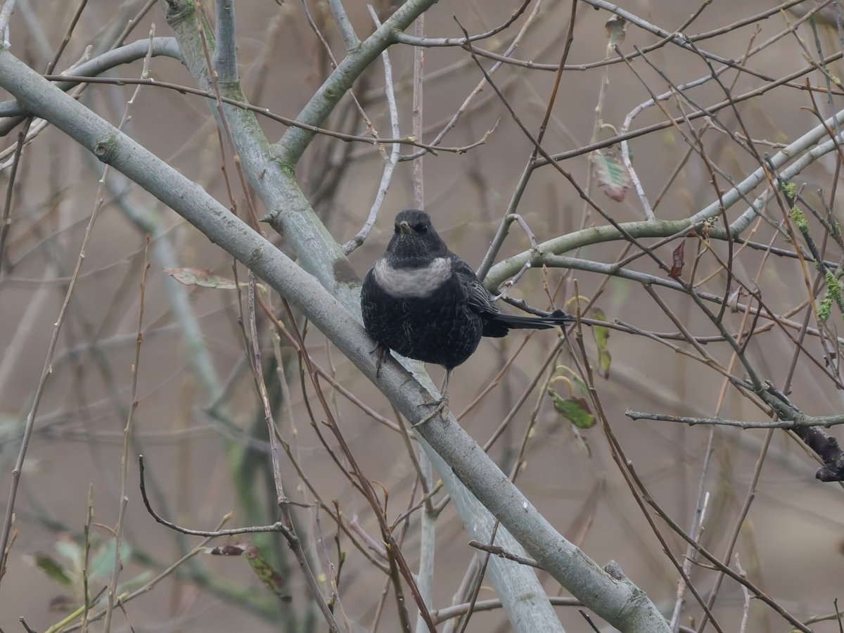 Ian Howard tweet media