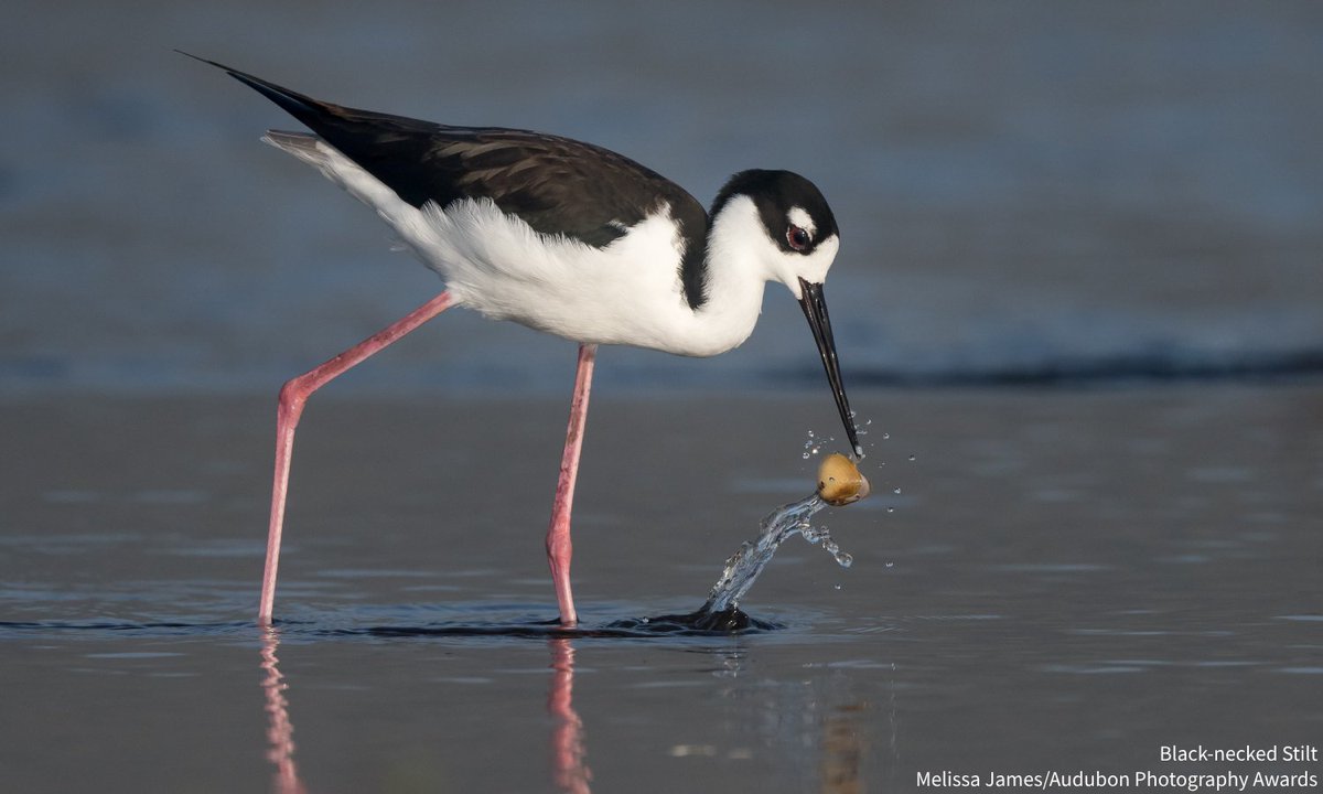 We were proud to support our partners at <a href="/BirdLife_News/">BirdLife International</a> at the recent IUCN World Conservation Congress. As part of the BirdLife Partnership, Audubon is one of 123 international groups working for a better world for birds and people. bit.ly/48yU9vA