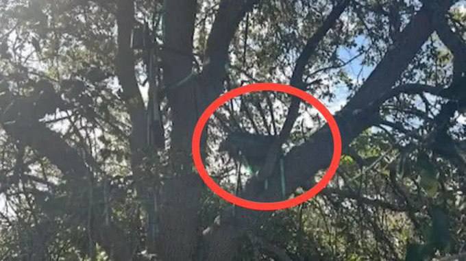 The FBI dismantled a hunting stand that had a direct view of President Trump's plane and sent it to a laboratory for analysis, while agents try to determine who built it.