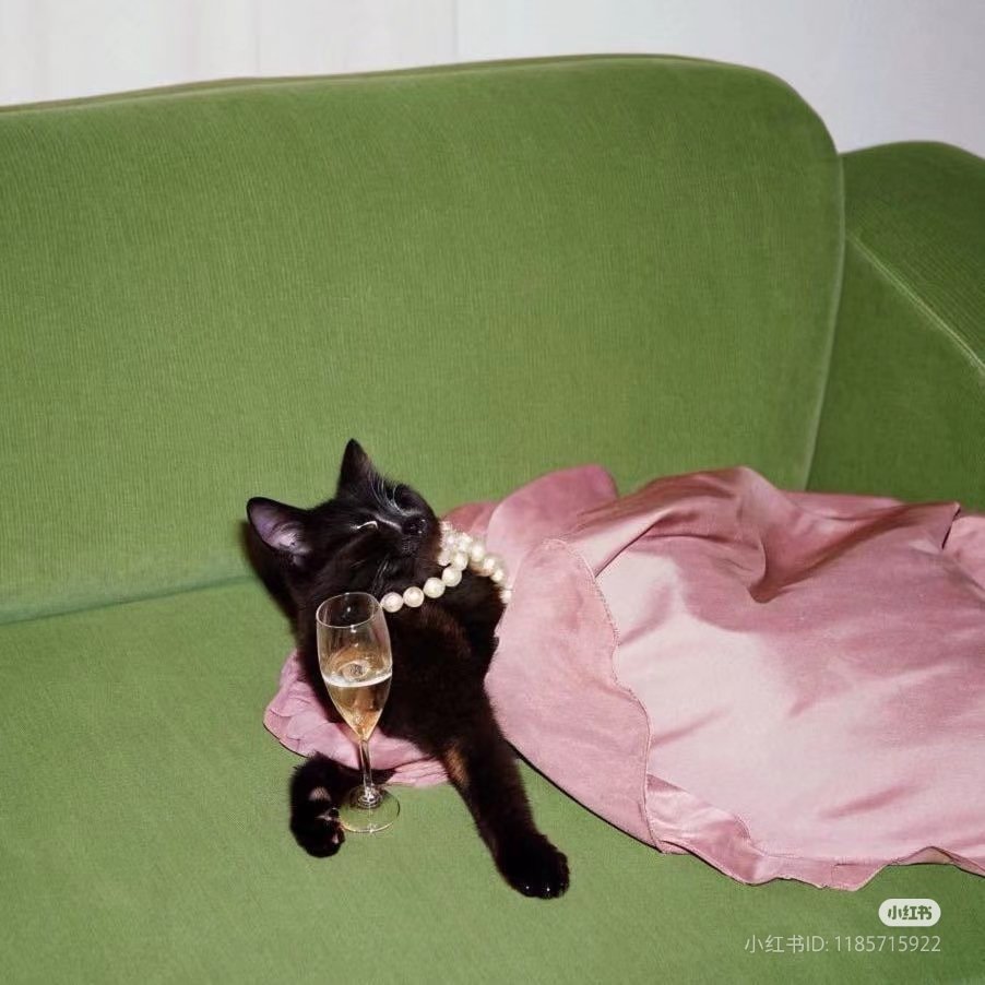 The Cats 𝕏 tweet media