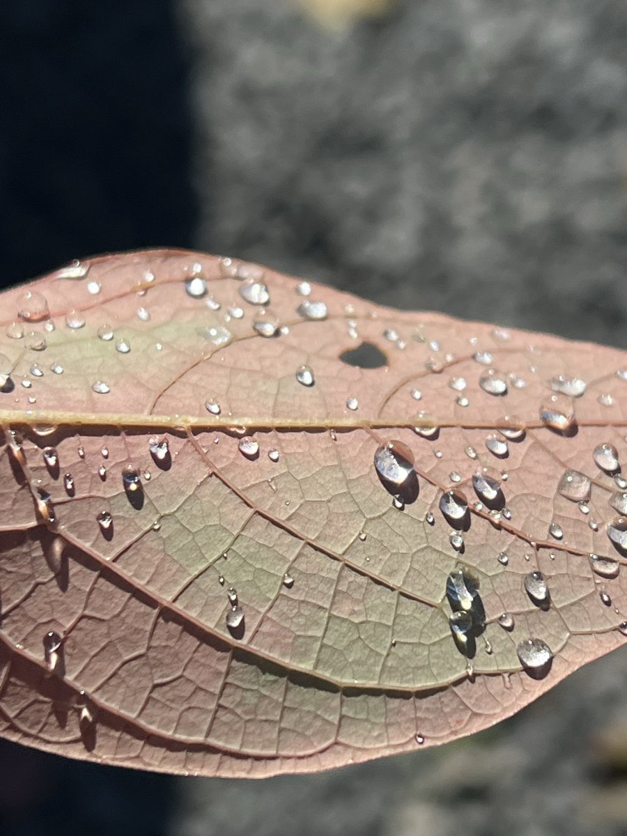 dotscribblesOG's tweet image. 