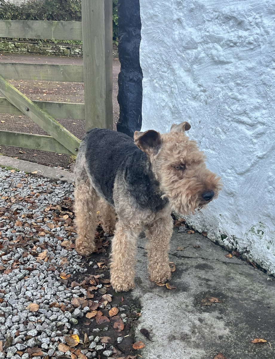 Haircut by Grandpar dammit. “Should see you through to xmas son” says he. 🙄