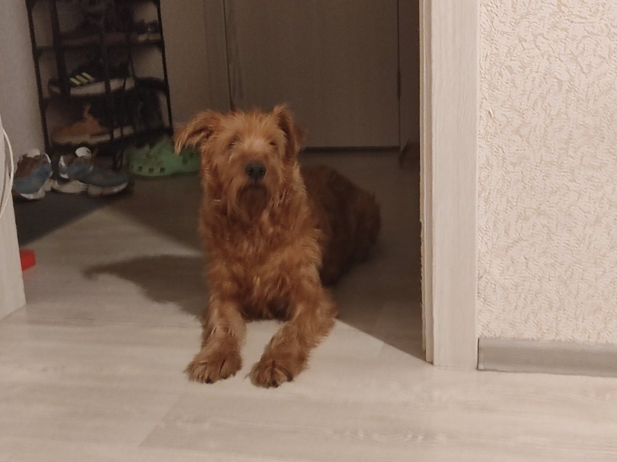 Моя смотрится, будто повидала жизнь. Будто перегрызть пару глоток это ещё проще чем сходить в туалет.