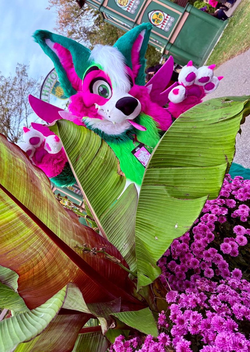 melon_corgo's tweet image. This plant looks be lookin a little... fruity~ 🍉🌿

#MoreFurLessMonday
📷 - @FlumeFusky
🪡 - @MoreFurLess