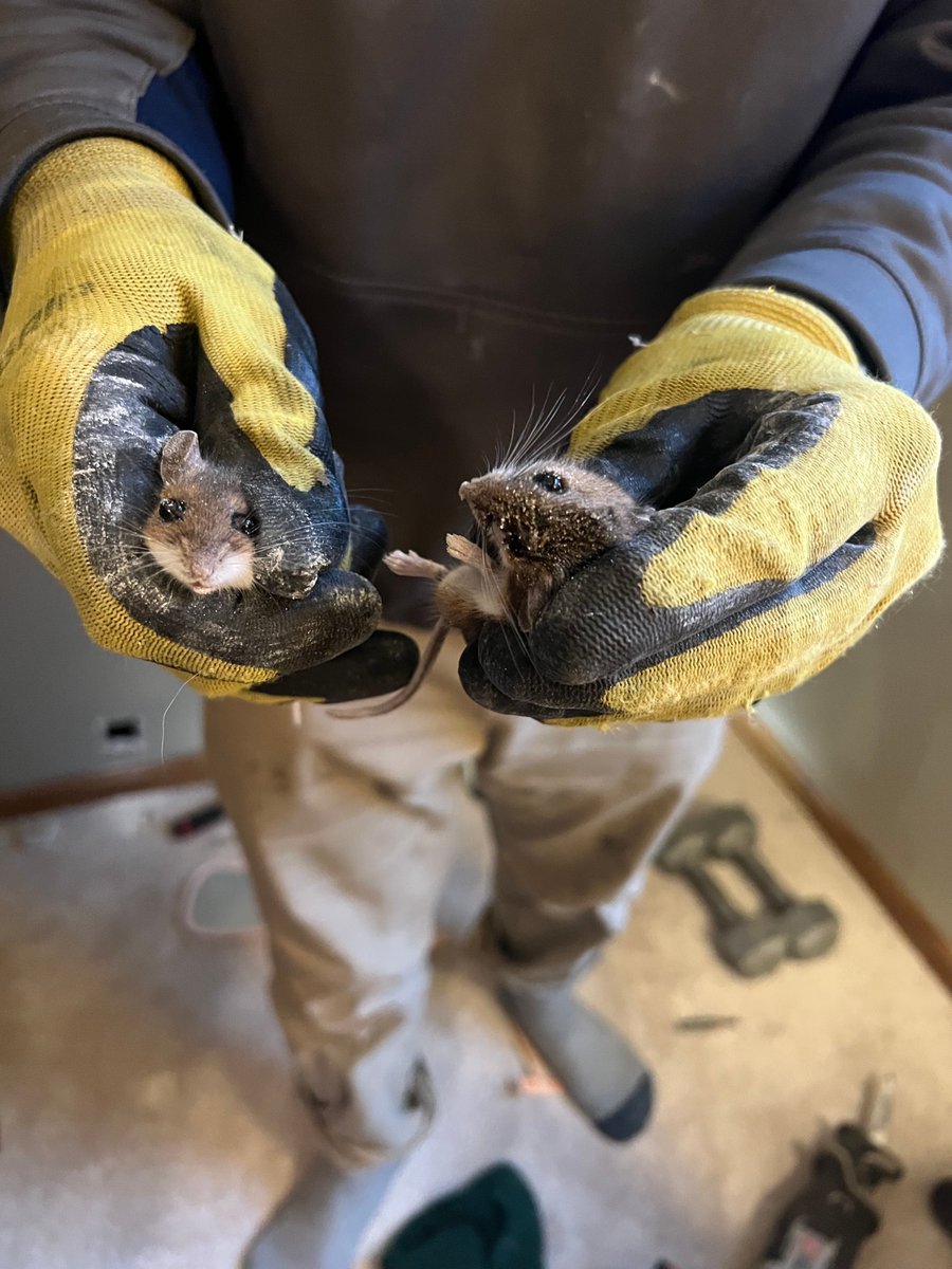 awcmilwaukee's tweet image. Rodent Awareness Week is here! 🏠 Fall is when mice &amp;amp; rats look for warmth indoors — don’t let your home become their winter getaway. Seal entry points, store food securely, and schedule a professional inspection to keep your home rodent-free all season long.
#RodentAwarenessWeek